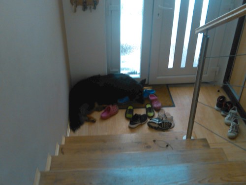 Simona- petsitter Zlín or Pet nanny for dogs