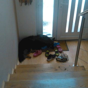 thumbnail petsitter Zlín or pet nanny for dogs