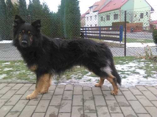 Simona- petsitter Zlín or Pet nanny for dogs