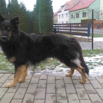 thumbnail petsitter Zlín or pet nanny for dogs