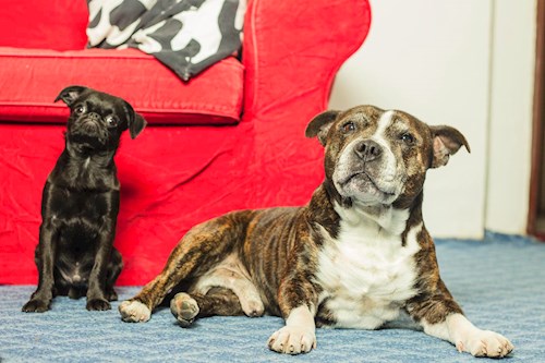 Alena- petsitter Praha 17 or Pet nanny for dogs