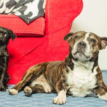 thumbnail petsitter Praha 17 or pet nanny for dogs