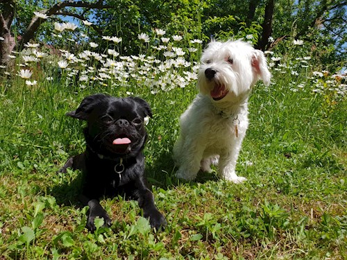 Alena- petsitter Praha 17 or Pet nanny for dogs