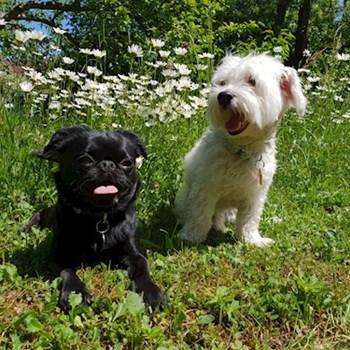 thumbnail petsitter Praha 17 or pet nanny for dogs