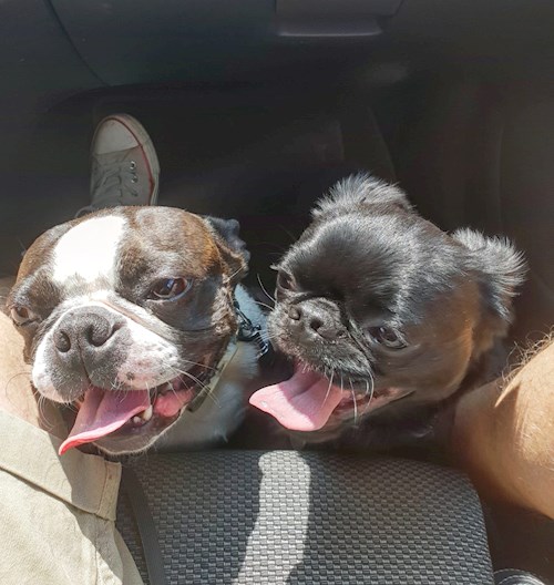 Alena- petsitter Praha 17 or Pet nanny for dogs