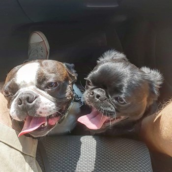 thumbnail petsitter Praha 17 or pet nanny for dogs