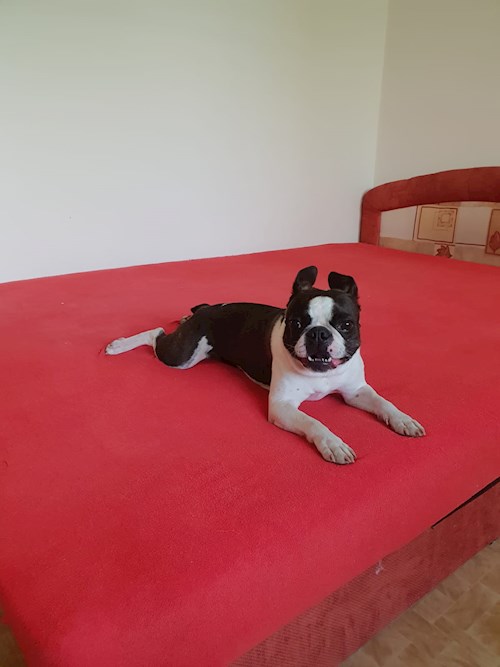 Alena- petsitter Praha 17 or Pet nanny for dogs