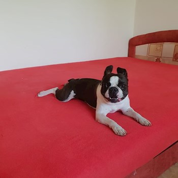 thumbnail petsitter Praha 17 or pet nanny for dogs