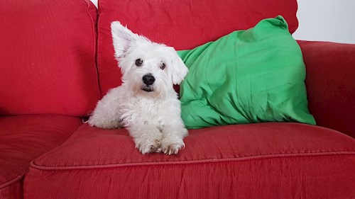 Alena- petsitter Praha 17 or Pet nanny for dogs