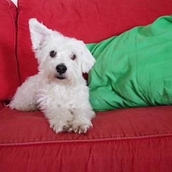 thumbnail petsitter Praha 17 or pet nanny for dogs