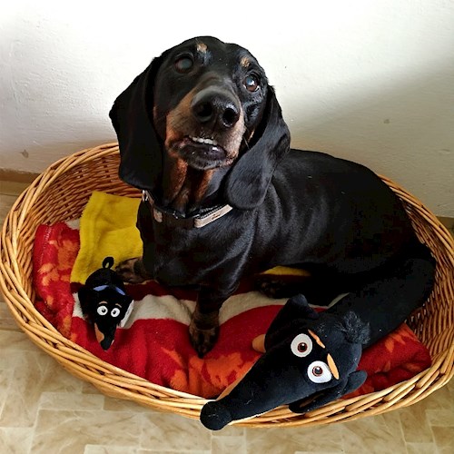 Alena- petsitter Praha 17 or Pet nanny for dogs