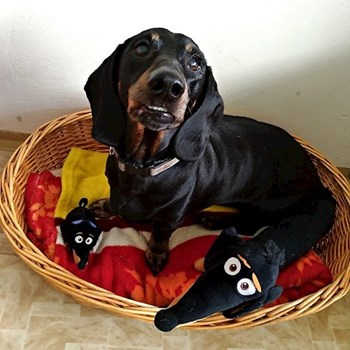 thumbnail petsitter Praha 17 or pet nanny for dogs