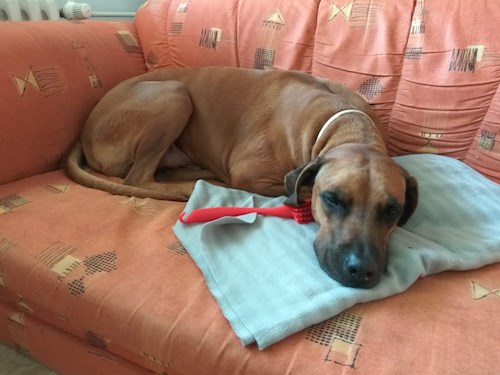 Alena- petsitter Praha 17 or Pet nanny for dogs