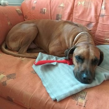 thumbnail petsitter Praha 17 or pet nanny for dogs