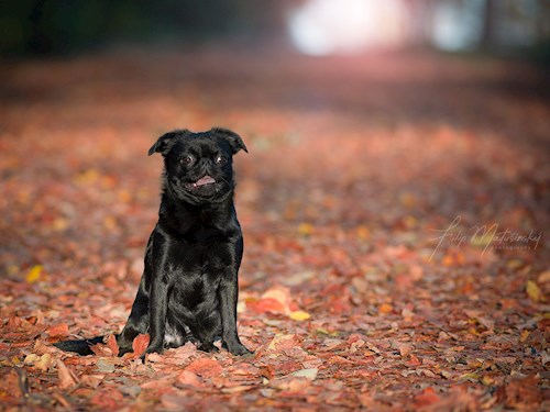 Alena- petsitter Praha 17 or Pet nanny for dogs