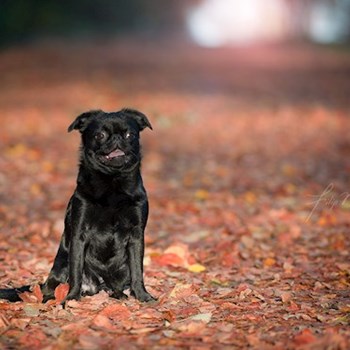 thumbnail petsitter Praha 17 or pet nanny for dogs