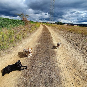 thumbnail petsitter Praha 17 or pet nanny for dogs