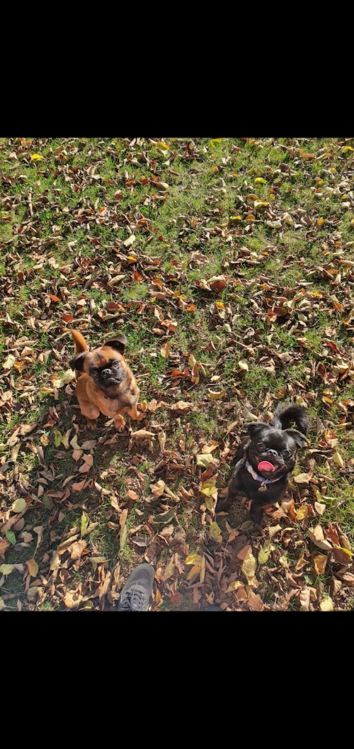 Alena- petsitter Praha 17 or Pet nanny for dogs