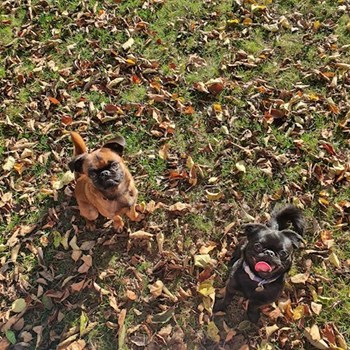 thumbnail petsitter Praha 17 or pet nanny for dogs