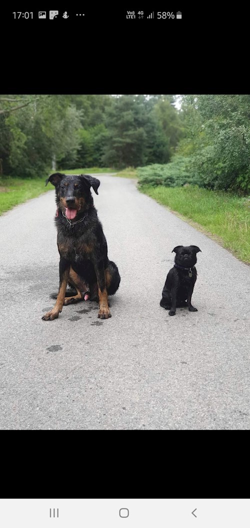 Alena- petsitter Praha 17 or Pet nanny for dogs