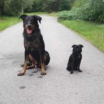 thumbnail petsitter Praha 17 or pet nanny for dogs