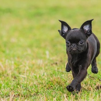 thumbnail petsitter Praha 17 or pet nanny for dogs