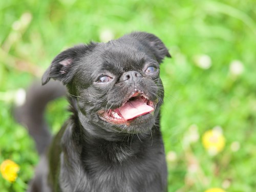 Alena- petsitter Praha 17 or Pet nanny for dogs