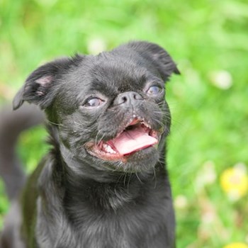 thumbnail petsitter Praha 17 or pet nanny for dogs