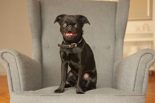 Alena- petsitter Praha 17 or Pet nanny for dogs