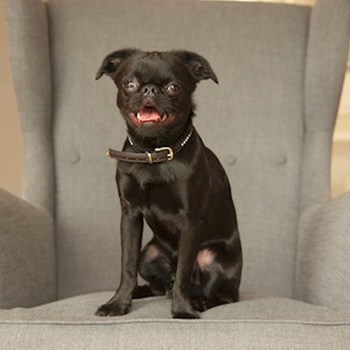 thumbnail petsitter Praha 17 or pet nanny for dogs