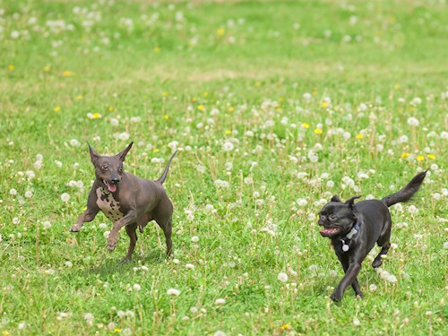 Alena- petsitter Praha 17 or Pet nanny for dogs