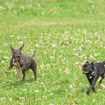 thumbnail petsitter Praha 17 or pet nanny for dogs