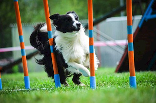 Kateřina- petsitter Jihlava nebo Páníček pro psi