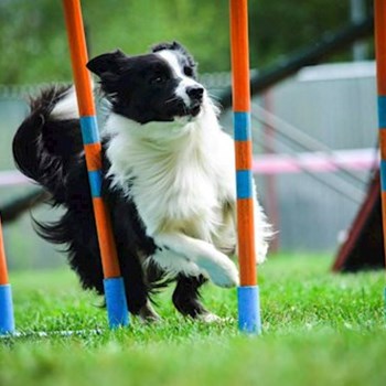 thumbnail petsitter Jihlava nebo páníček pro psi