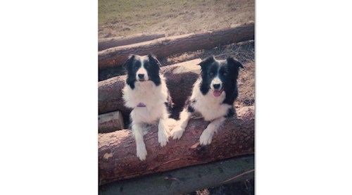 Kateřina- petsitter Jihlava nebo Páníček pro psi