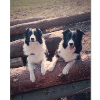 thumbnail petsitter Jihlava nebo páníček pro psi