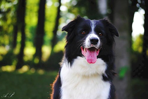 Kateřina- petsitter Jihlava nebo Páníček pro psi