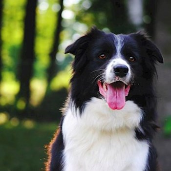 thumbnail petsitter Jihlava nebo páníček pro psi