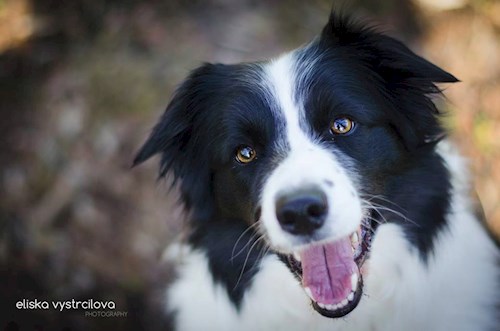 Kateřina- petsitter Jihlava nebo Páníček pro psi