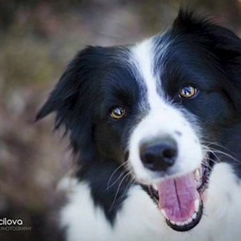 thumbnail petsitter Jihlava nebo páníček pro psi