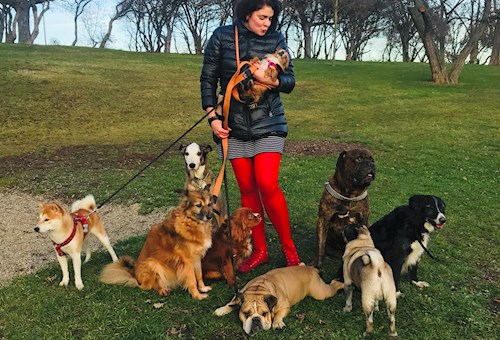 Daryna- petsitter  or Pet nanny for dogs 