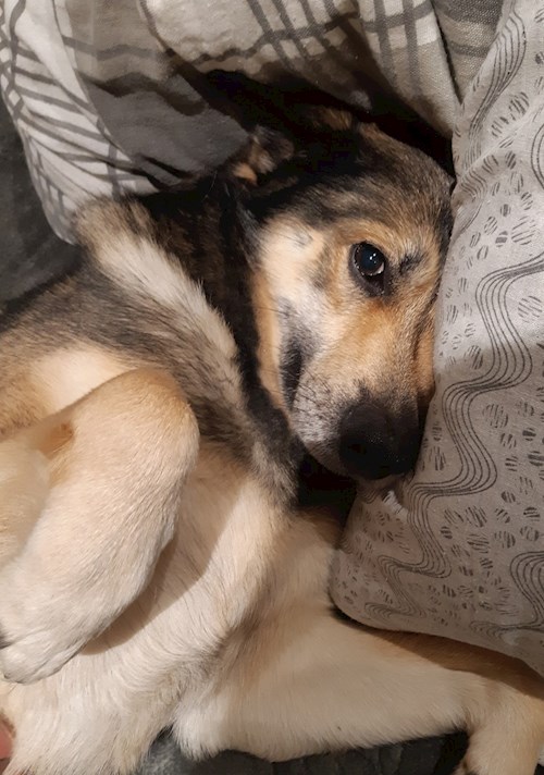 Kateřina- petsitter Praha 8 or Pet nanny for dogs