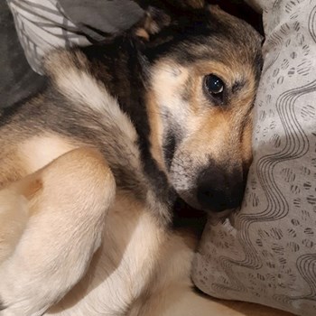 thumbnail petsitter Praha 8 or pet nanny for dogs