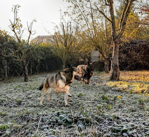 Kateřina- petsitter Praha 8 or Pet nanny for dogs