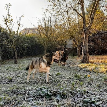 thumbnail petsitter Praha 8 or pet nanny for dogs