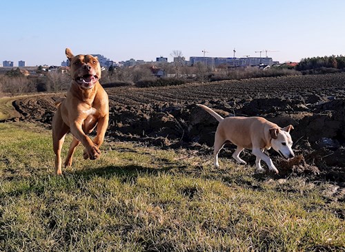 Kateřina- petsitter Praha 8 or Pet nanny for dogs