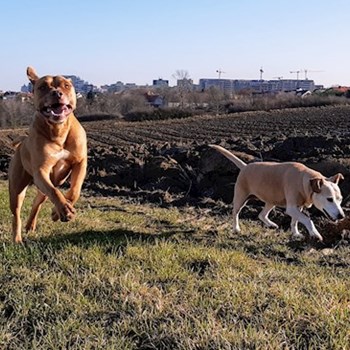 thumbnail petsitter Praha 8 or pet nanny for dogs