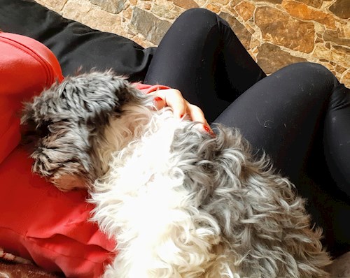 Kateřina- petsitter Praha 8 or Pet nanny for dogs