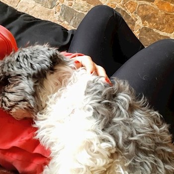 thumbnail petsitter Praha 8 or pet nanny for dogs