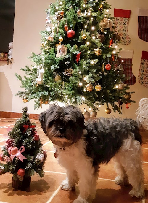 Kateřina- petsitter Praha 8 or Pet nanny for dogs